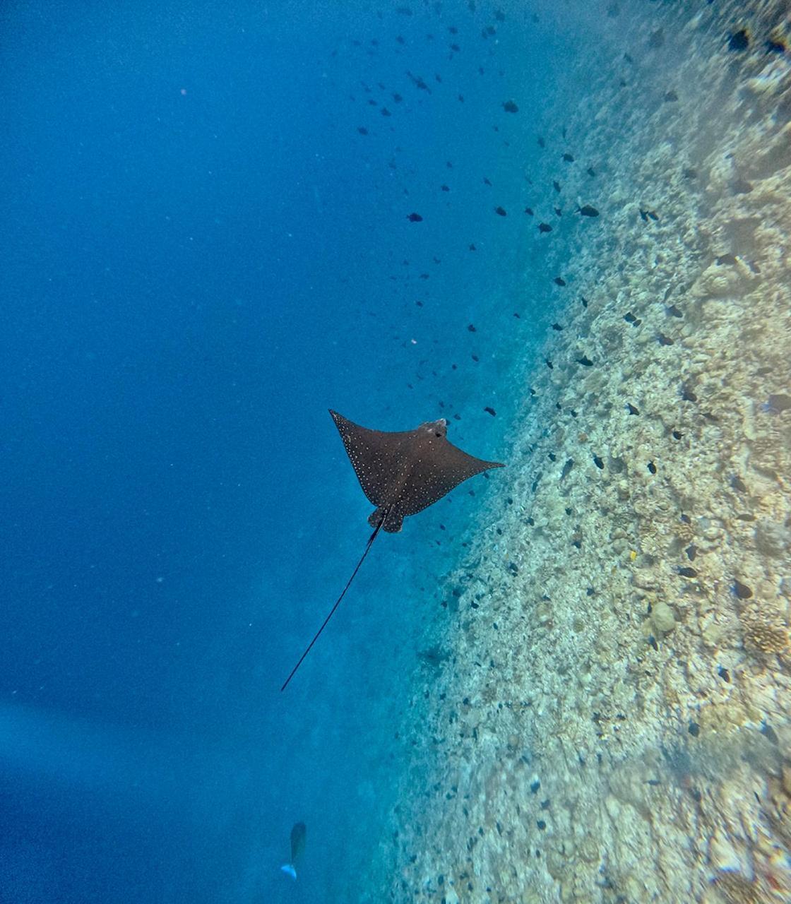 ホテル Nihaali Maldives Kudarikilu エクステリア 写真